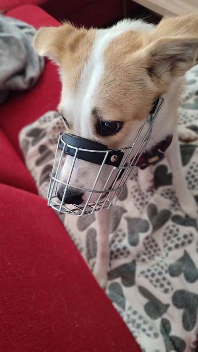 Wie sitzt mein Maulkorb / Maulkorb-Beratung-Beitrag-Bild