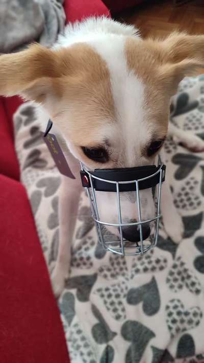 Wie sitzt mein Maulkorb / Maulkorb-Beratung-Beitrag-Bild