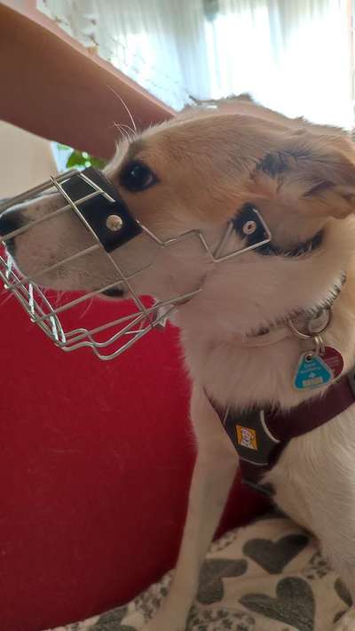 Wie sitzt mein Maulkorb / Maulkorb-Beratung-Beitrag-Bild