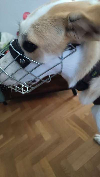 Wie sitzt mein Maulkorb / Maulkorb-Beratung-Beitrag-Bild