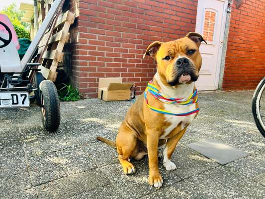 American Stafford Besitzer-Beitrag-Bild