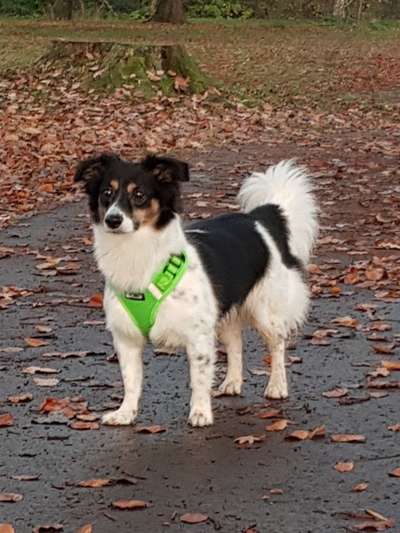 Auslandstierschutz-Beitrag-Bild