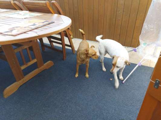 Wo sind die Mischlinge?-Beitrag-Bild