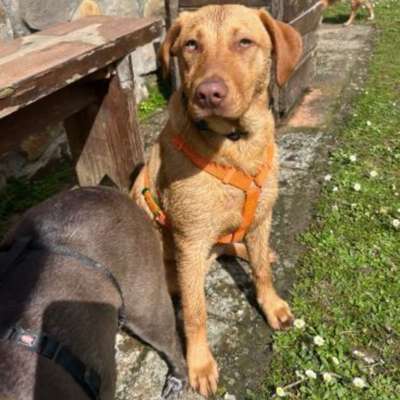 Hundetreffen-Spieltreff und spazieren gehen-Bild