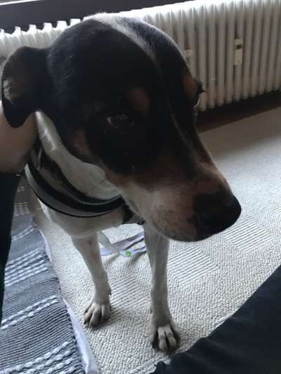 Ratonero Bodeguero Andaluz-Beitrag-Bild