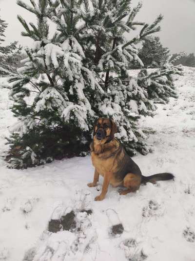 Herdenschutzhunde-Beitrag-Bild