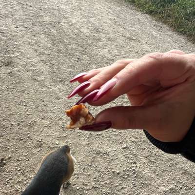 Giftköder-Giftköder-Bild