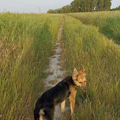 Hundetreffen-Treffen in Pankow-Bild