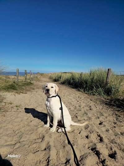 Hundetreffen-Welpen/Junghunde (spielen)-Bild