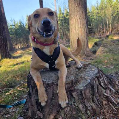Hundetreffen-Training Hunde- und Menschbegegnungen-Bild