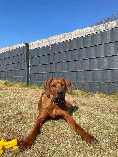Rhodesian Ridgeback-Beitrag-Bild