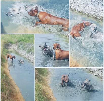 Rhodesian Ridgeback-Beitrag-Bild