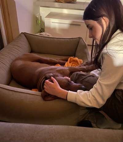 Rhodesian Ridgeback-Beitrag-Bild