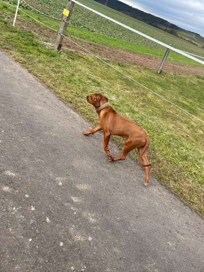 Rhodesian Ridgeback-Beitrag-Bild