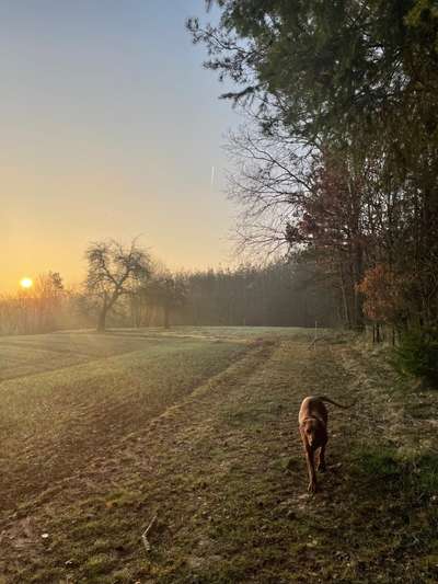 Rhodesian Ridgeback-Beitrag-Bild