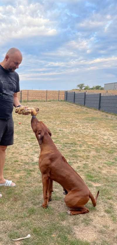 Rhodesian Ridgeback-Beitrag-Bild