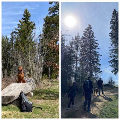 Rhodesian Ridgeback-Beitrag-Bild