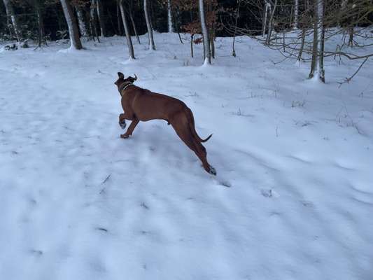 Rhodesian Ridgeback-Beitrag-Bild