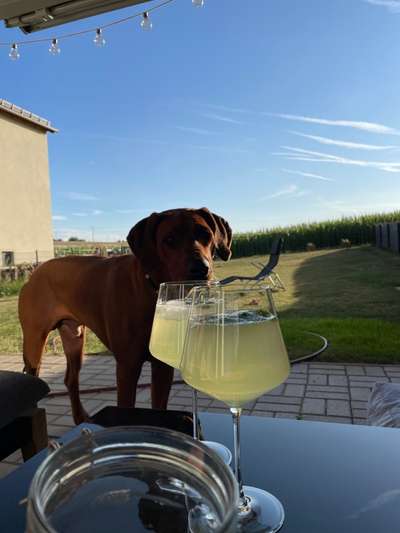 Rhodesian Ridgeback-Beitrag-Bild