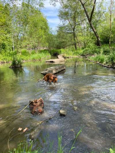 Rhodesian Ridgeback-Beitrag-Bild