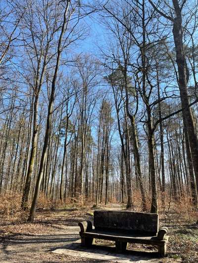 Rhodesian Ridgeback-Beitrag-Bild