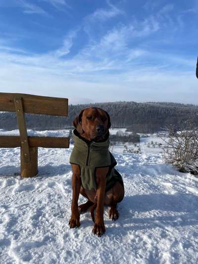 Rhodesian Ridgeback-Beitrag-Bild