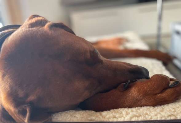 Rhodesian Ridgeback-Beitrag-Bild