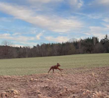 Rhodesian Ridgeback-Beitrag-Bild