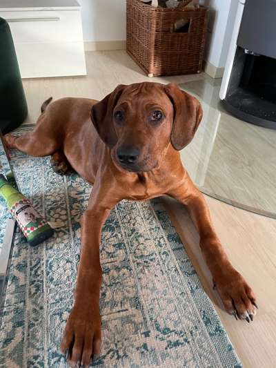 Rhodesian Ridgeback-Beitrag-Bild