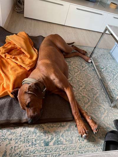 Rhodesian Ridgeback-Beitrag-Bild