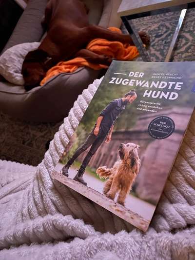 Rhodesian Ridgeback-Beitrag-Bild