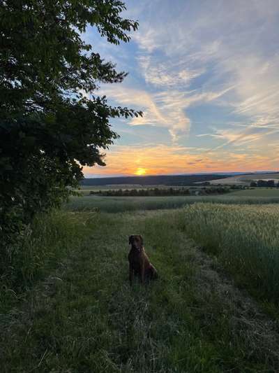 Rhodesian Ridgeback-Beitrag-Bild