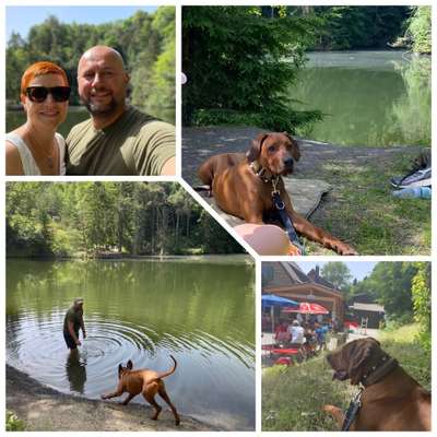 Rhodesian Ridgeback-Beitrag-Bild