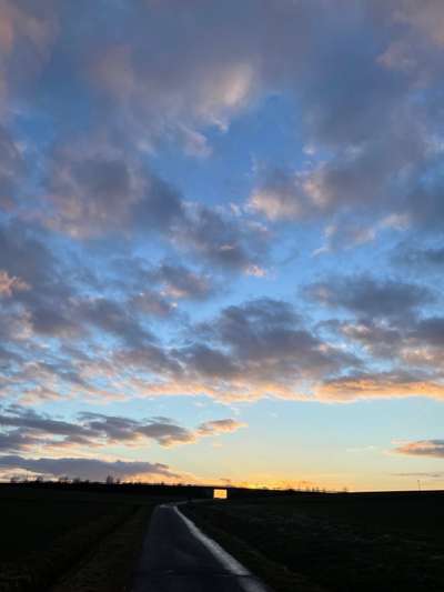 Rhodesian Ridgeback-Beitrag-Bild