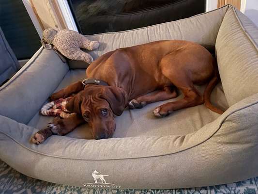 Rhodesian Ridgeback-Beitrag-Bild
