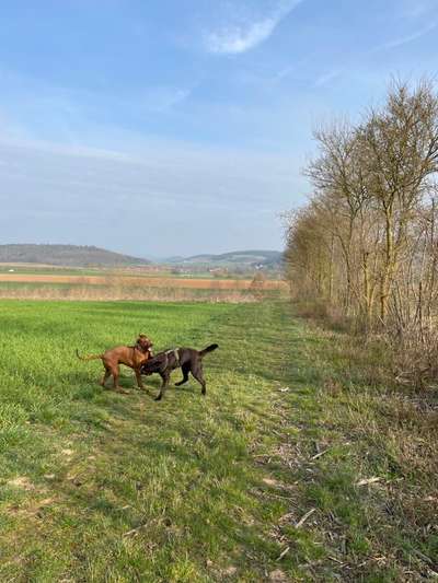 Rhodesian Ridgeback-Beitrag-Bild