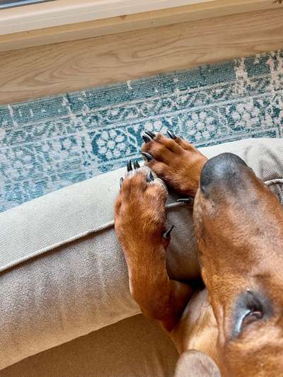 Rhodesian Ridgeback-Beitrag-Bild