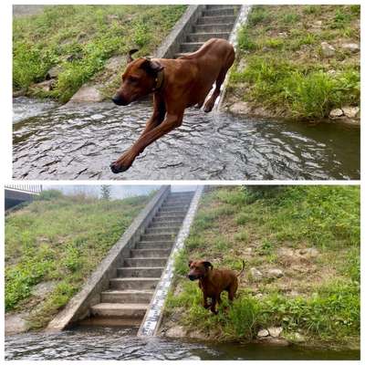 Rhodesian Ridgeback-Beitrag-Bild