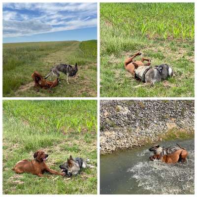 Rhodesian Ridgeback-Beitrag-Bild