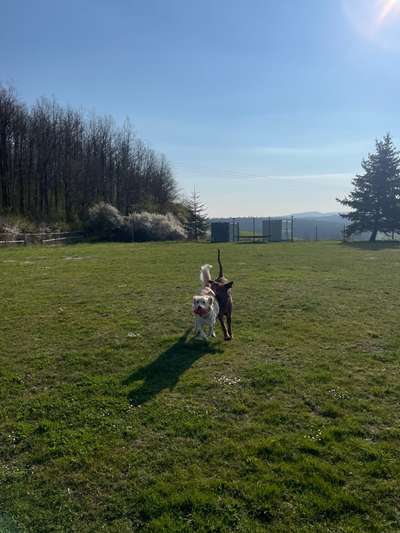 Rhodesian Ridgeback-Beitrag-Bild