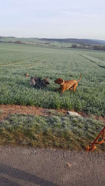 Rhodesian Ridgeback-Beitrag-Bild