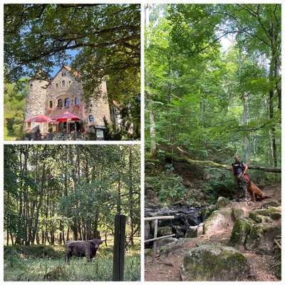 Rhodesian Ridgeback-Beitrag-Bild