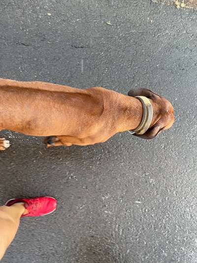 Rhodesian Ridgeback-Beitrag-Bild