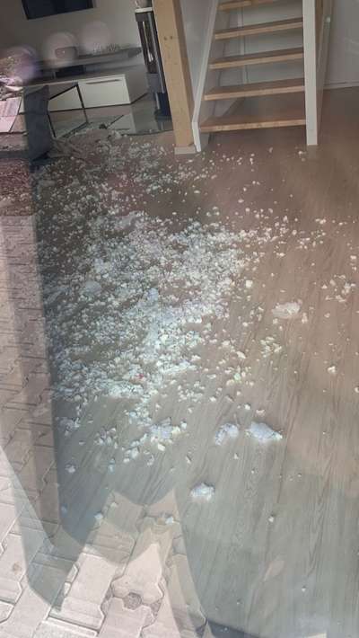 Rhodesian Ridgeback-Beitrag-Bild