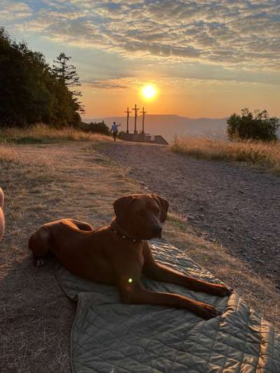 Dogorama Photo Challenge - Tierischer Urlaub-Beitrag-Bild