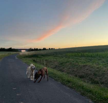 Rhodesian Ridgeback-Beitrag-Bild