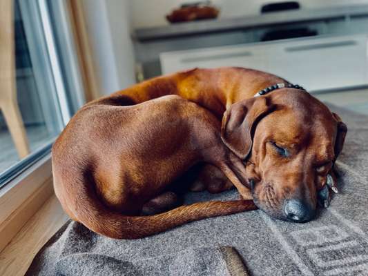 Rhodesian Ridgeback-Beitrag-Bild