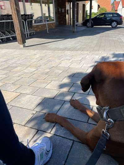 Rhodesian Ridgeback-Beitrag-Bild