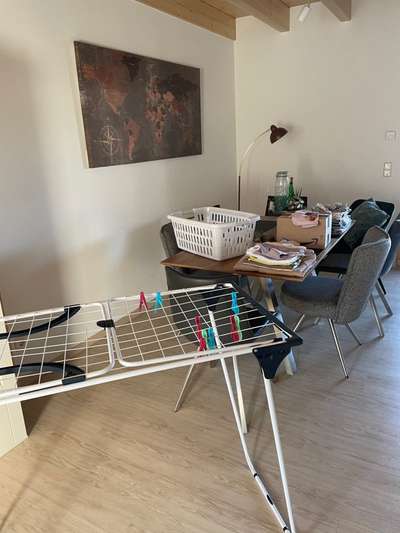 Rhodesian Ridgeback-Beitrag-Bild