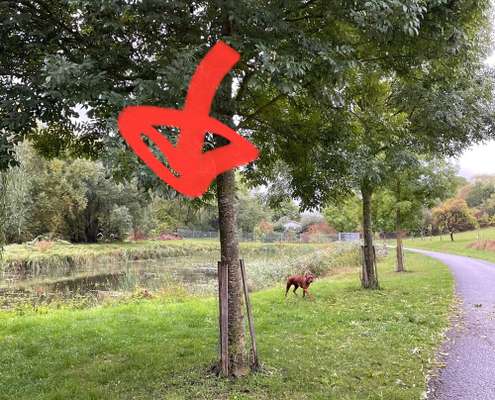 Rhodesian Ridgeback-Beitrag-Bild